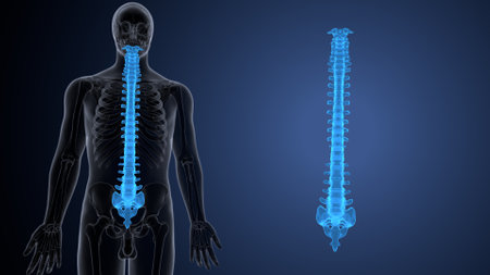 Human skeleton anatomy x-ray view on blue background. 3D rendering