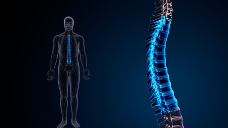 Human Skeleton Vertebral Column and Vertebrae Anatomyの写真素材