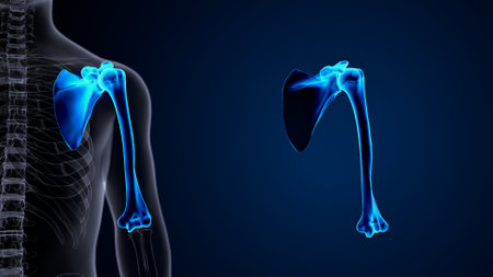 Human skeleton anatomy x-ray on blue background. 3D renderingの写真素材