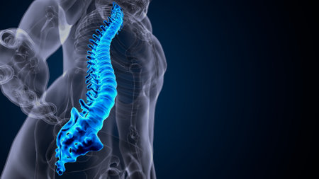 Digital illustration of human spine in colour background. This image is a 3d render.の写真素材