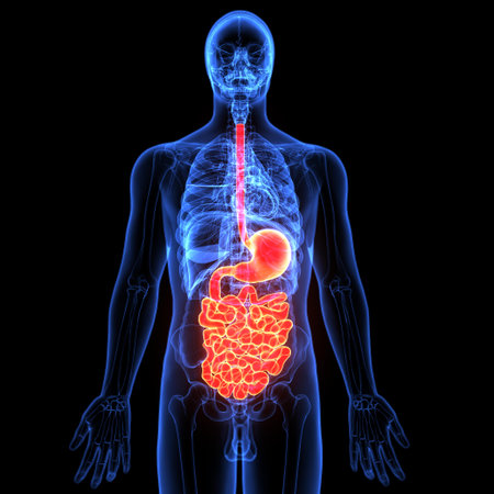 Human Digestive System Anatomy For Medical Concept 3D Illustrationの写真素材