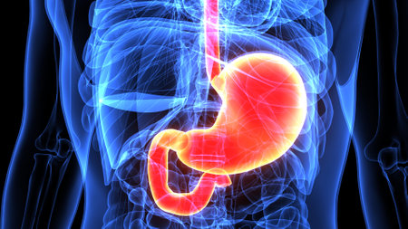 Human Urinary System Anatomy For Medical Concept 3D Illustrationの写真素材