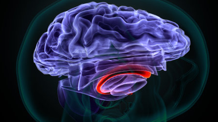 Human brain with light blue and red glowing effect. 3D renderingの写真素材