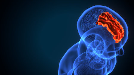 Human Brain Anatomy (Liver) Anatomy For Medical Concept