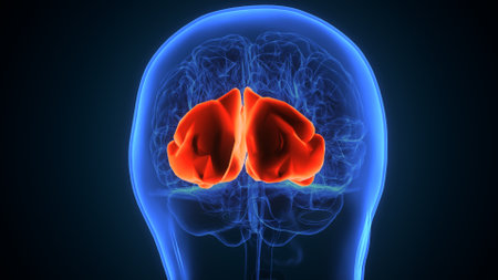 Human Brain Anatomy (Liver) For Medical Concept 3D Illustration