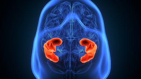 Human Brain Anatomy (Liver) For Medical Concept 3D Illustration