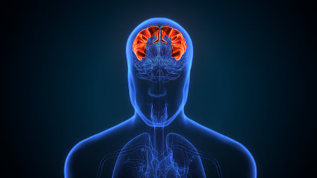 Human Brain Anatomy (Liver Anatomy) For Medical Concept