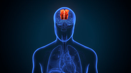 Human brain anatomy x-ray view on dark background. 3D renderingの写真素材