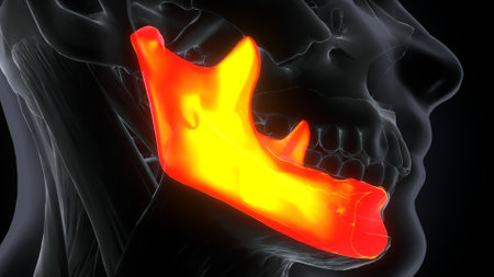 Lumbar joint pain highlighted in red. 3D illustration.の写真素材