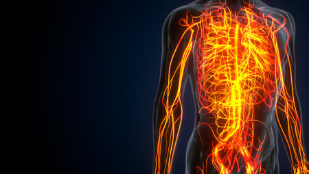 Human Respiratory System Anatomy For Medical Concept 3D Illustrationの写真素材
