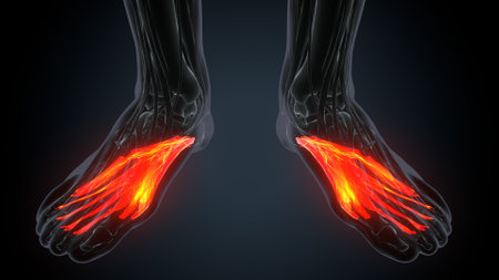 3D Illustration of Human Skeleton Foot with highlighted ankle jointの写真素材