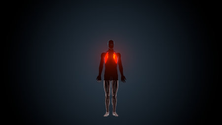 Human body anatomy x-ray view on dark background 3D renderingの写真素材