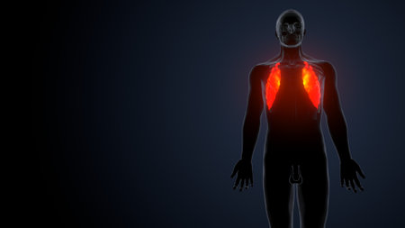 Human Body Organs with highlighted liver anatomy. 3D Renderingの写真素材