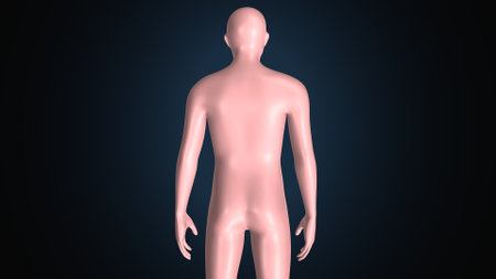 Human Body Anatomy For Medical Concept 3D Illustration Mockupの写真素材