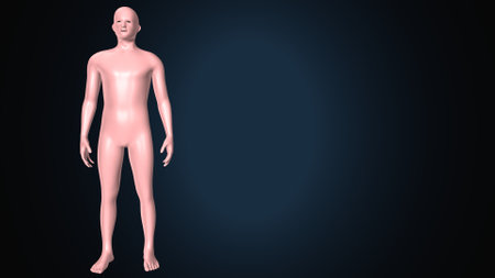 Human Body Anatomy with Space for Your Text 3D Illustration