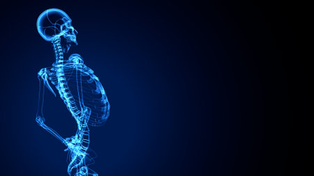 Human skeleton anatomy, x-ray, 3d render, blue backgroundの写真素材