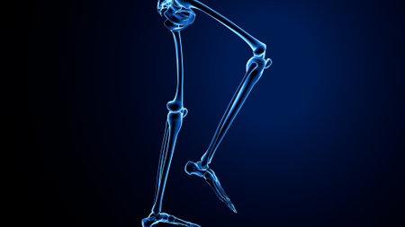 Human skeleton anatomy leg x-ray view on dark background. 3D renderingの写真素材