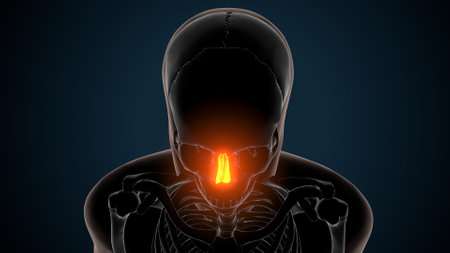 Human Respiratory System Anatomy For Medical Concept 3D Illustrationの写真素材