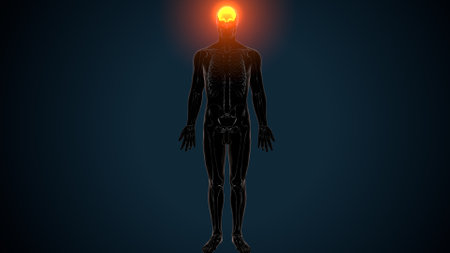 Human Body Anatomy with Light Bulb on blue background. 3D Renderingの写真素材