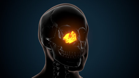 Human Skeleton Skull Bone Anatomy For Medical Concept 3D Illustrationの写真素材