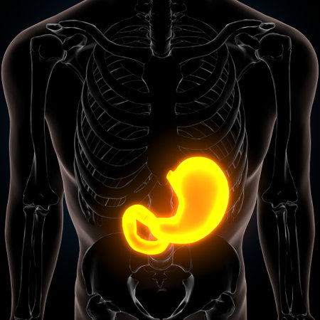 Human Stomach Anatomy - 3D Illustration of Male Digestive Systemの写真素材