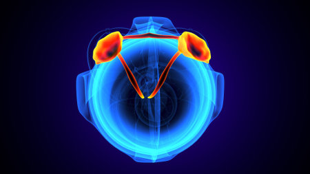 Human kidney anatomy in x-ray view. 3D illustration.の写真素材