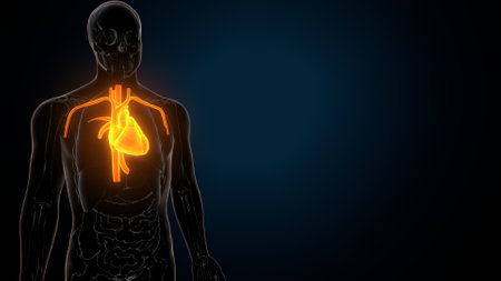 Human Organs - Muscles Anatomy. 3D Illustrationの写真素材