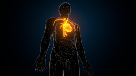 Human Heart anatomy on dark background. This is a 3d render illustrationの写真素材