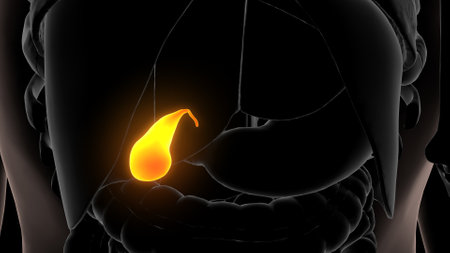 3d Illustration of Male Reproductive System Anatomy with Liver