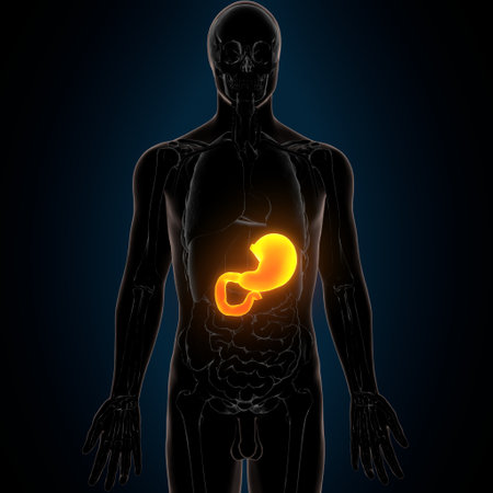 Human Digestive System anatomy on dark background. This is a 3d render illustrationの写真素材