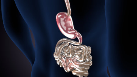 Human Stomach Anatomy - 3D Illustration of Human Digestive System