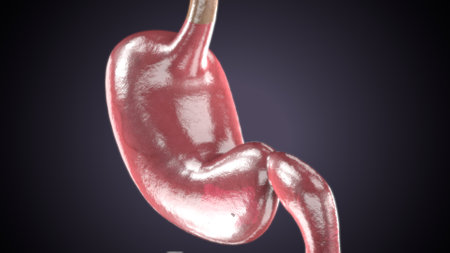 Human Urinary System Anatomy For Medical Concept 3D Illustrationの写真素材