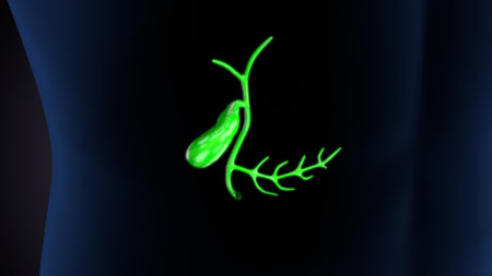 Human Stomach Anatomy For Medical Concept 3D Illustration.の写真素材