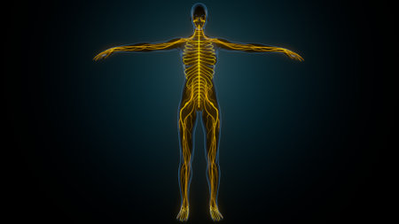 Human skeleton anatomy with muscles, 3D render on dark background.の写真素材