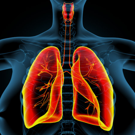 Lungs Human Respiratory System Anatomy For Medical Concept 3D Illustrationの写真素材