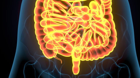 Human Digestive System Anatomy For Medical Concept 3D Illustrationの写真素材