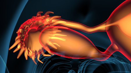 Digital illustration of  pancreas  in colour   backgroundの写真素材