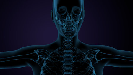 Human Skeleton Skull Bone Anatomy For Medical Concept 3D Illustrationの写真素材