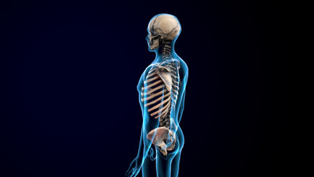 Human skeleton anatomy with skeleton Bone 3D Rendering For Medical Concept