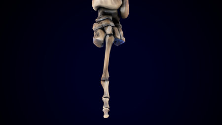 Human Skeleton Foot Bone Anatomy For Medical Concept 3D Illustration