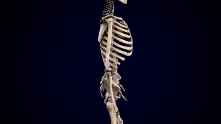 Human skeleton model isolated on black background. 3D illustration. 3D rendering.の写真素材