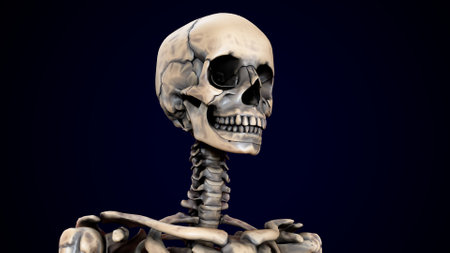 Human skeleton model on a dark blue background. 3d illustration.