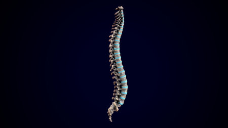 3d illustration of a human spine, isolated on blue background.の写真素材