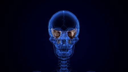 Human skull anatomy, 3D illustration, medical concept, blue background
