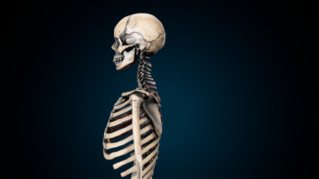 Human skeleton model on blue background. 3D rendering and illustration.の写真素材