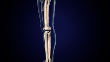 Human skeleton anatomy Femur Bone 3D Rendering For Medical Concept