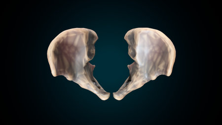 Human liver anatomy on a dark blue background. 3D Renderingの写真素材