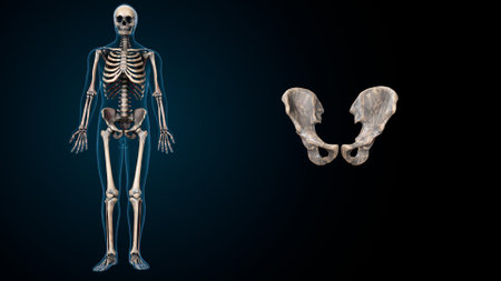 Human skeleton anatomy x-ray view, 3D rendering on dark backgroundの写真素材
