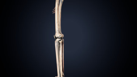 Human skeleton anatomy articularis Bone 3D Rendering on blue background
