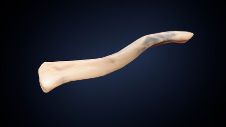 3d rendering of a human bone on a dark blue background.の写真素材